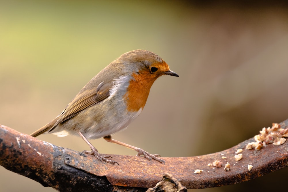 brown and white bird on brown tree branch