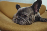 A French Bulldog puppy with a shiny coat and bright eyes resting on a soft golden-hued pillow