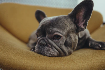 A French Bulldog puppy with a shiny coat and bright eyes resting on a soft golden-hued pillow