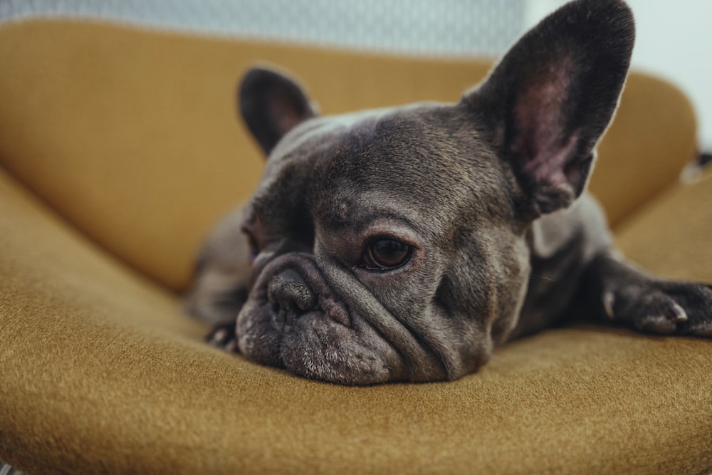 black french bulldog puppy lying on yellow textile