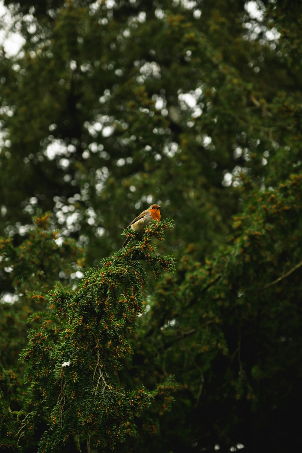 brown bird on green tree during daytime