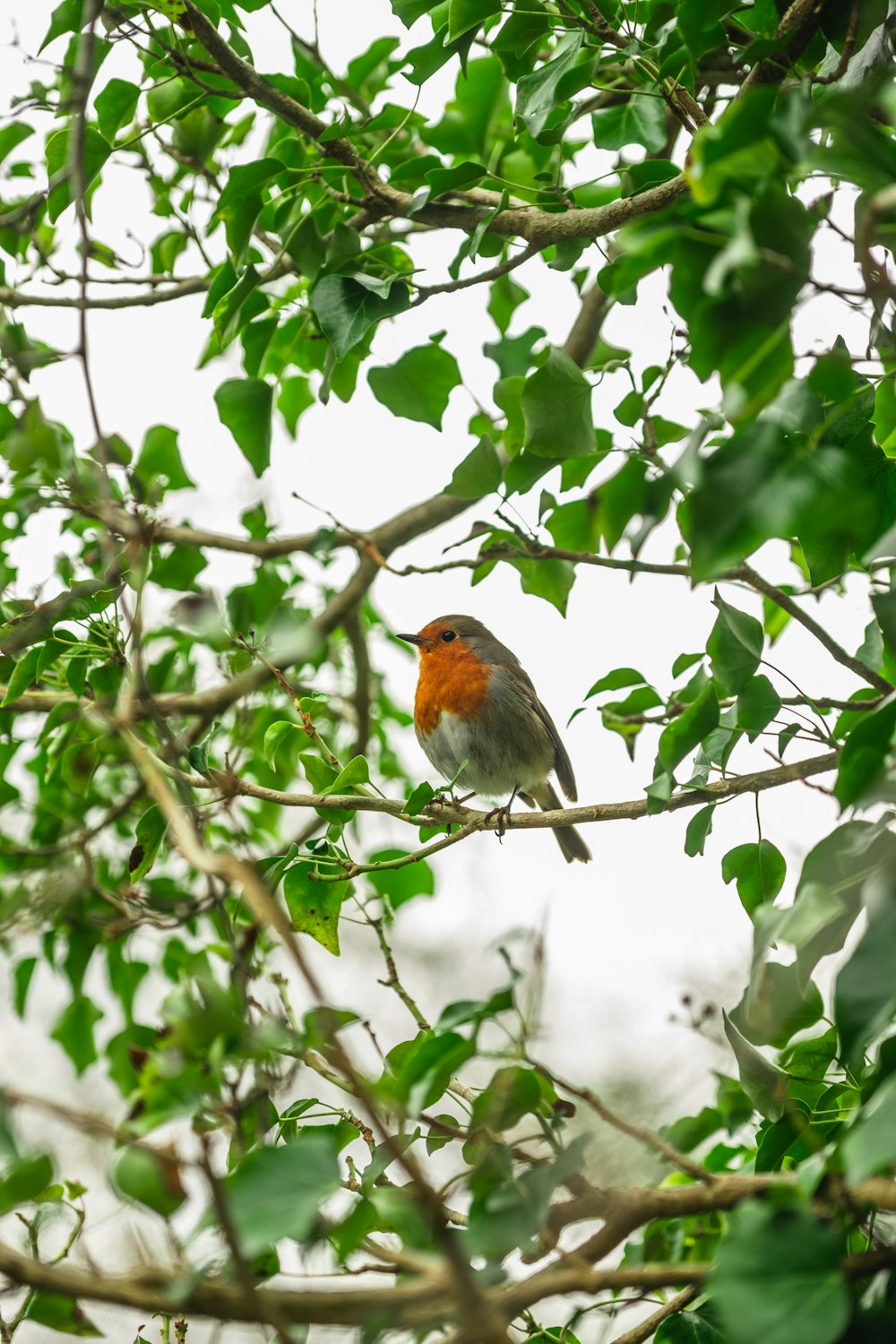 orange and white bird on tree branch during daytime