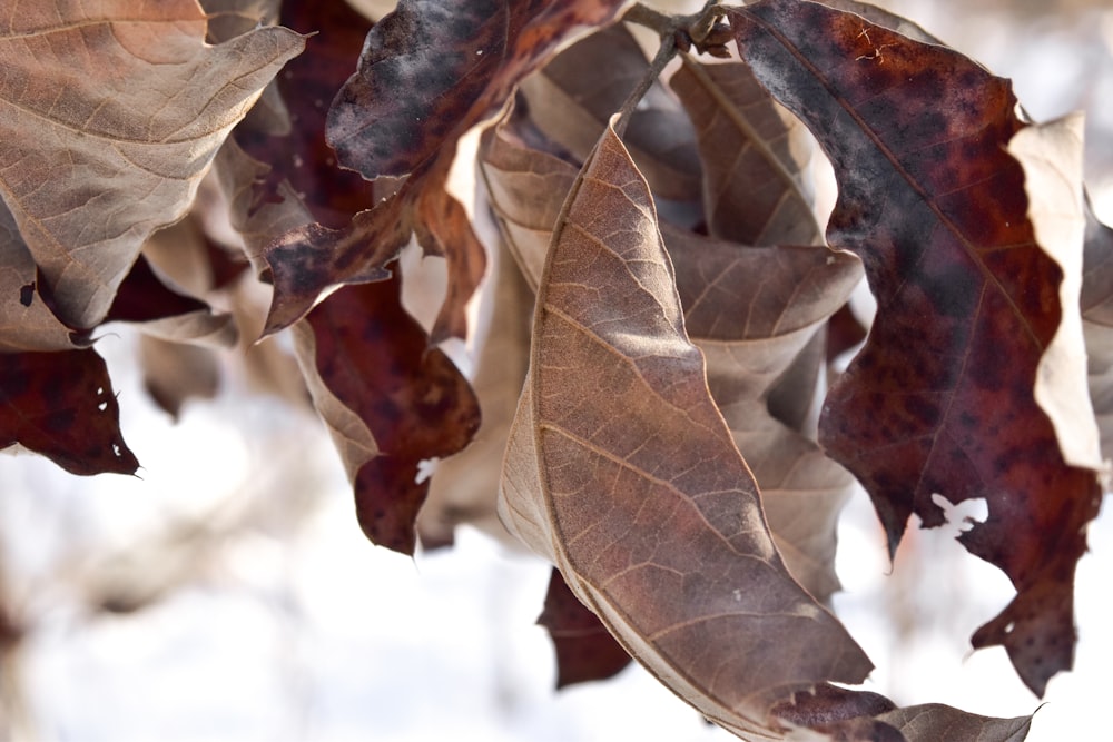 brown and green leaves in tilt shift lens