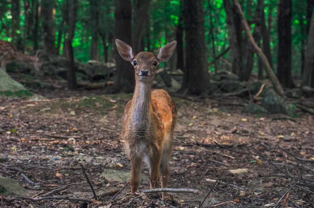 brown deer on brown soil