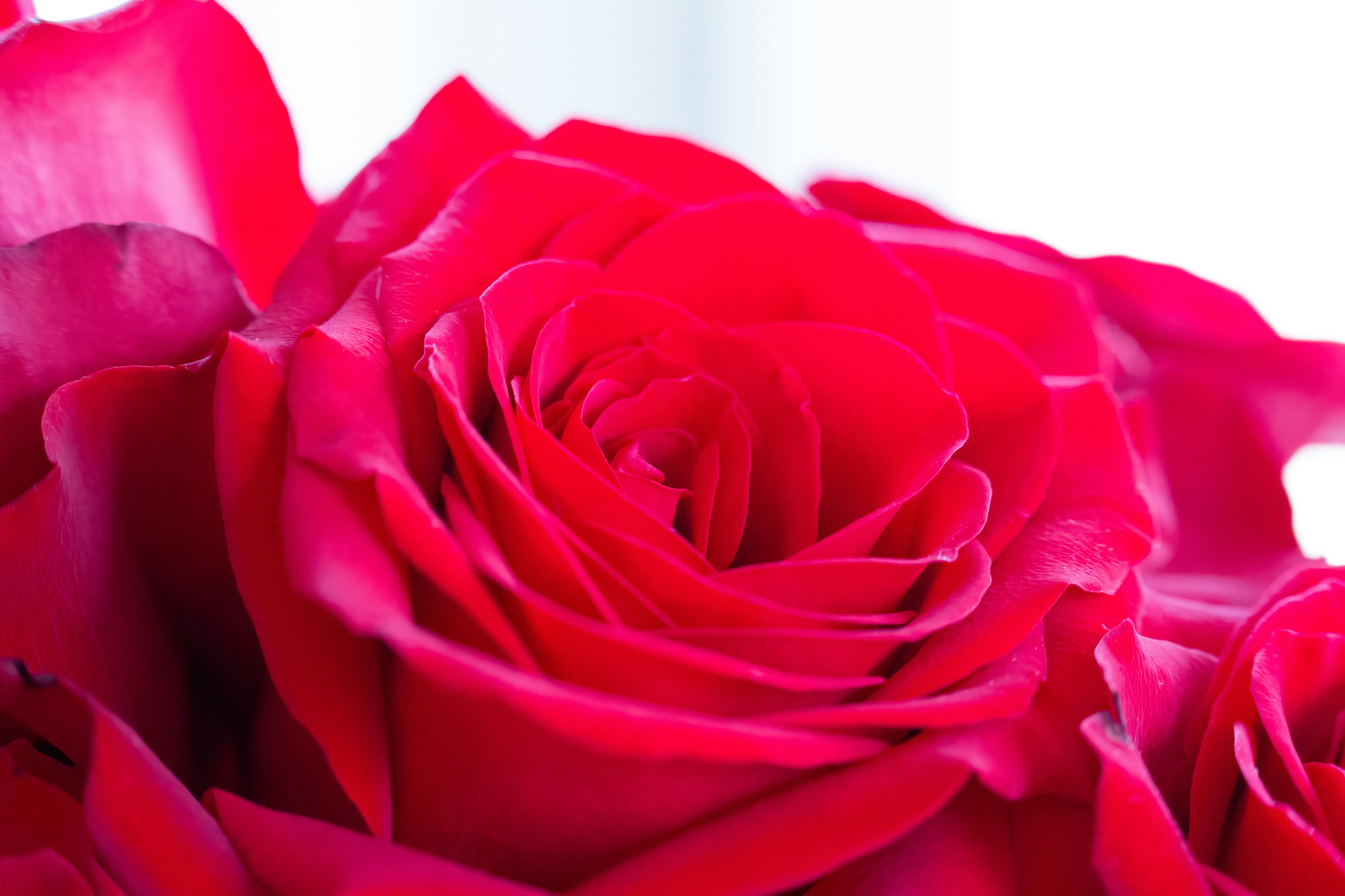 Red Rose In Close Up Photography Photo Free Image On Unsplash