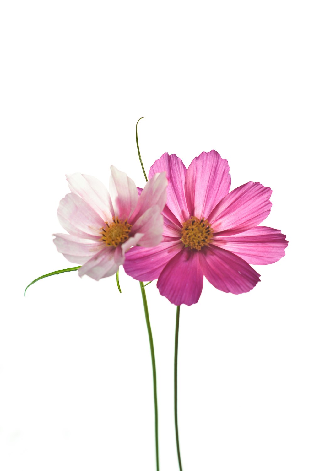 fiore rosa con gambo verde