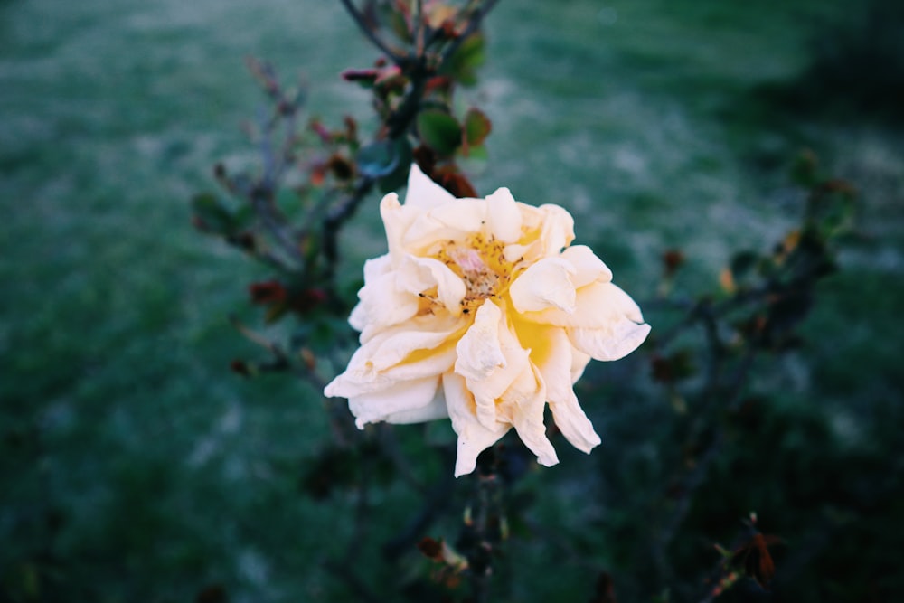 white flower in tilt shift lens