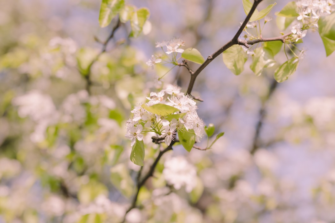 white flower in tilt shift lens