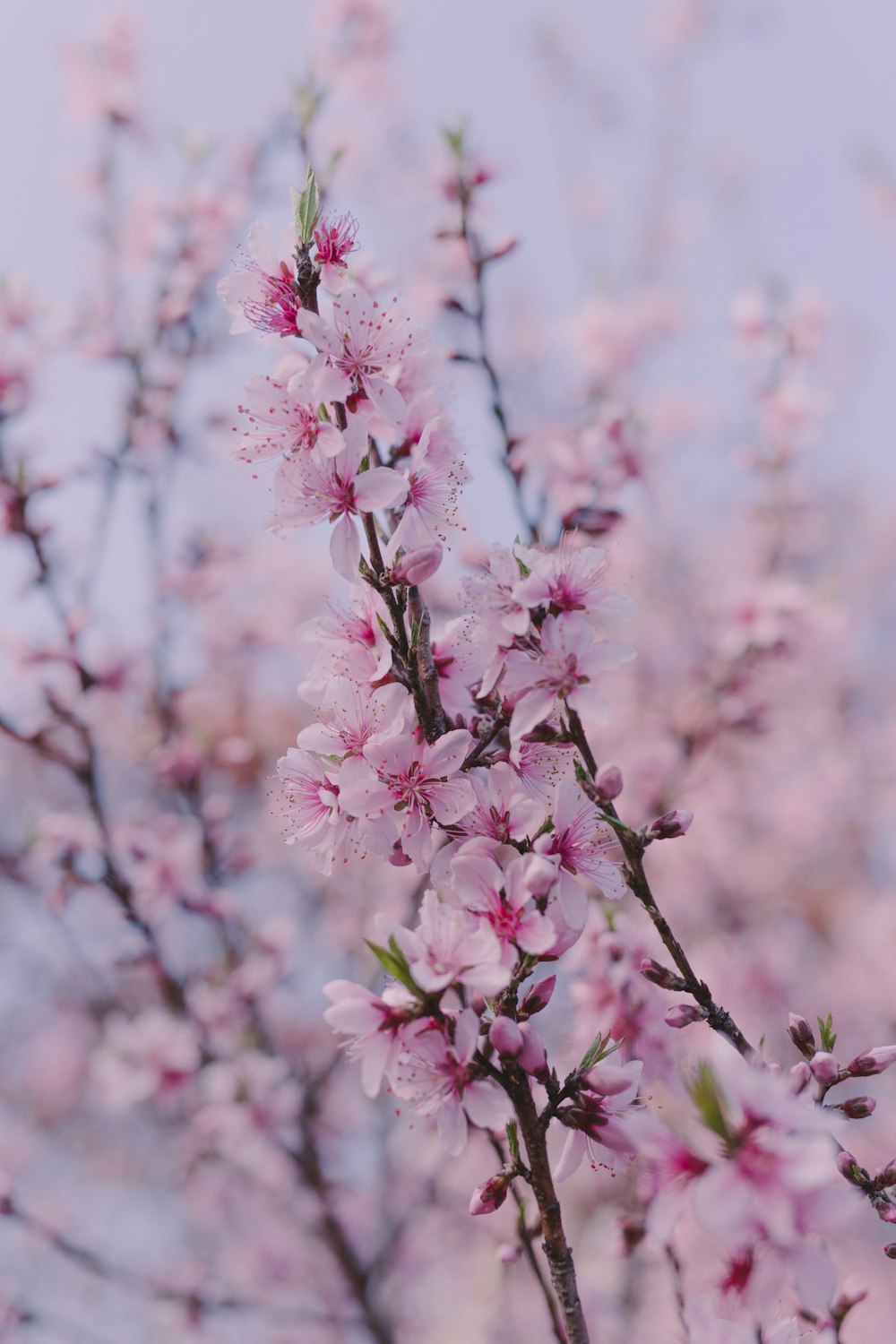 pink and white flower in tilt shift lens