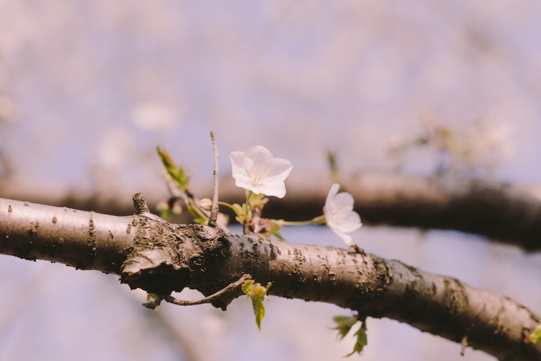 white flower on brown tree branch