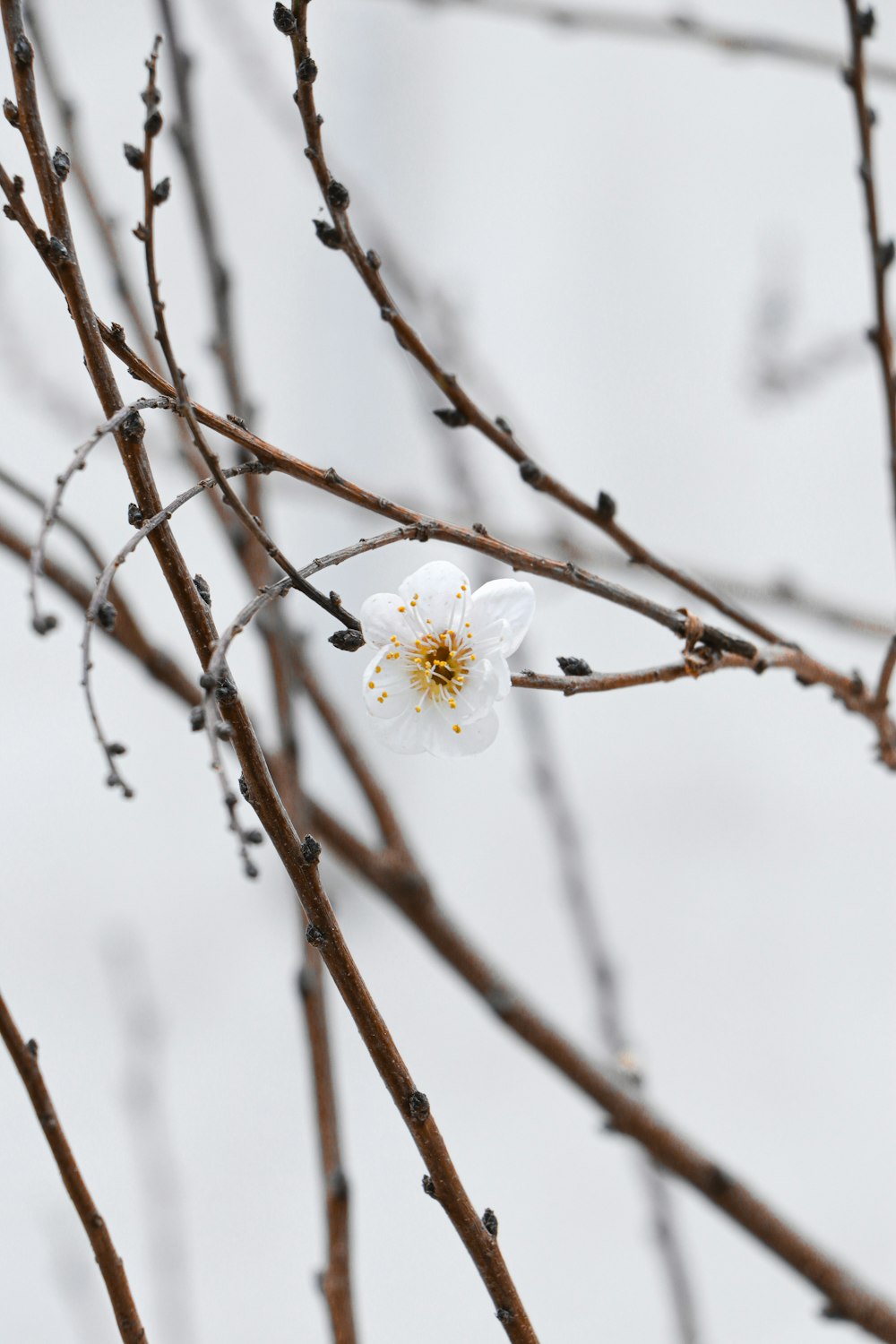 white cherry blossom in bloom during daytime