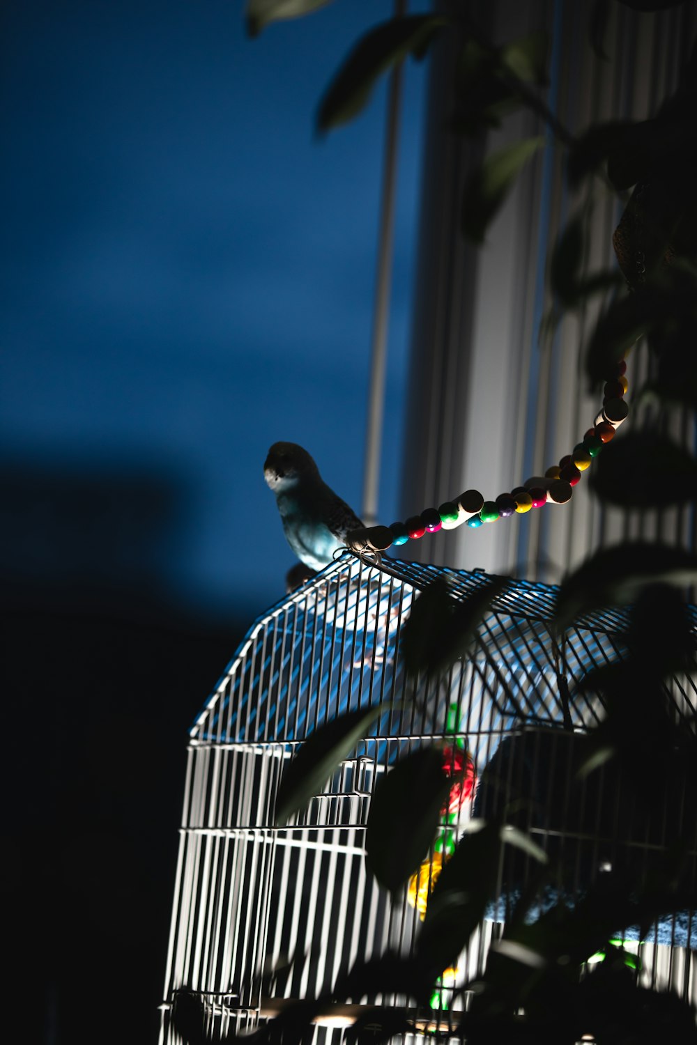 blue and white bird on black metal cage