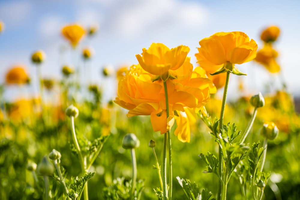 yellow flower in close up photography