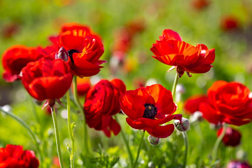 red flowers in tilt shift lens