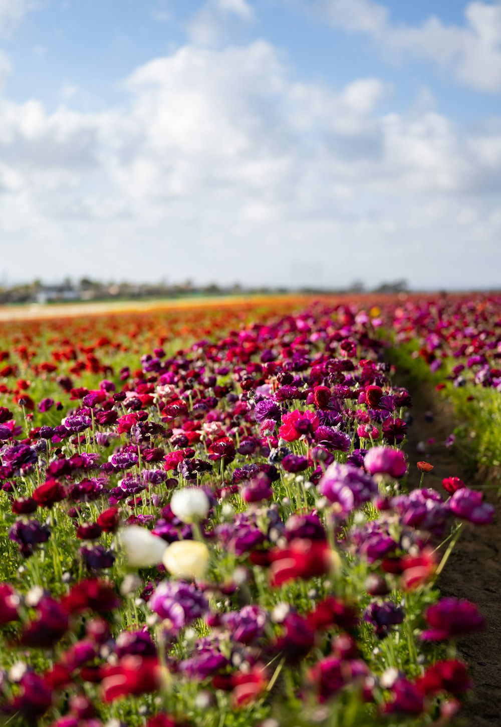 purple and white flower field during daytime