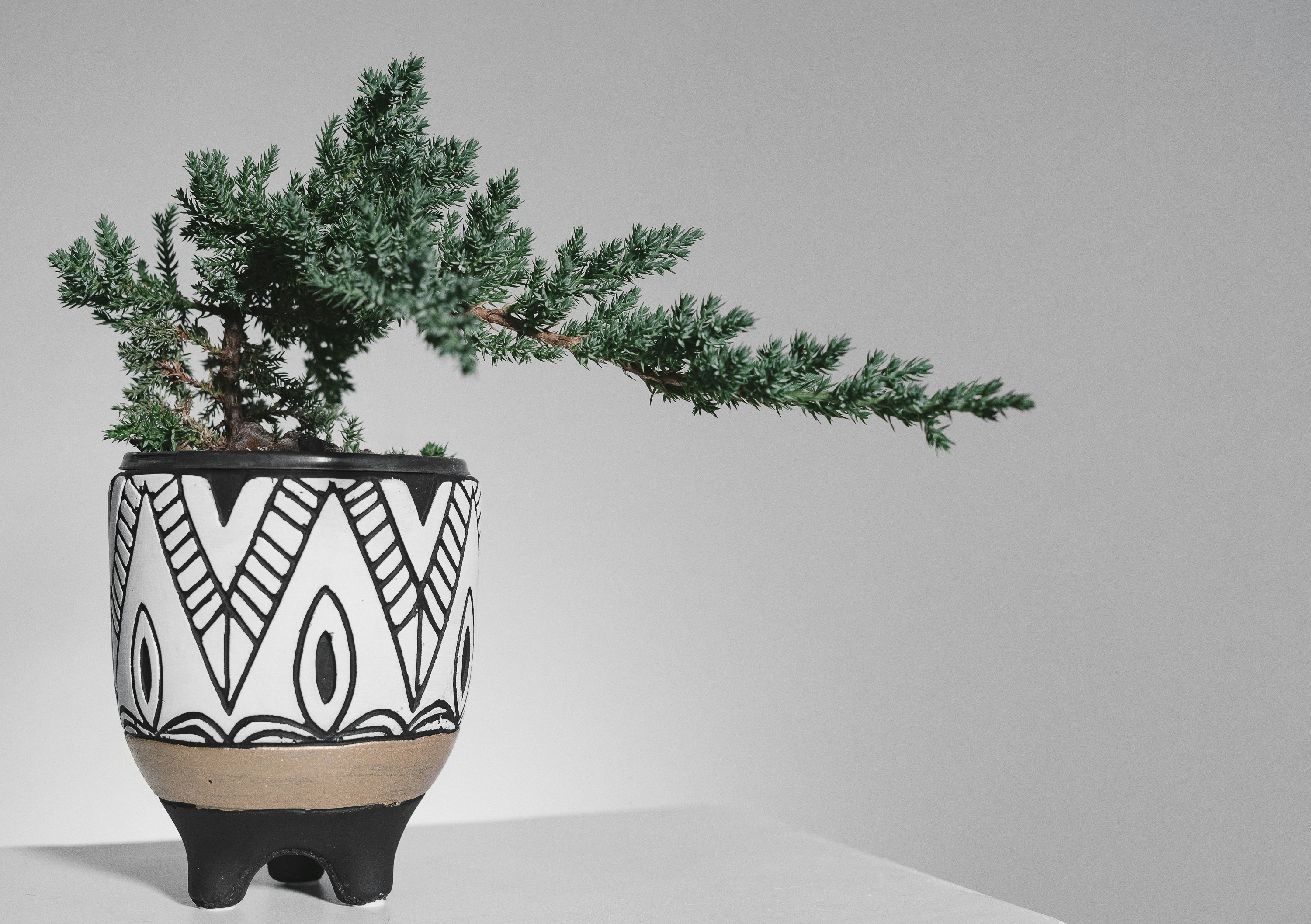 green plant on white and black ceramic pot