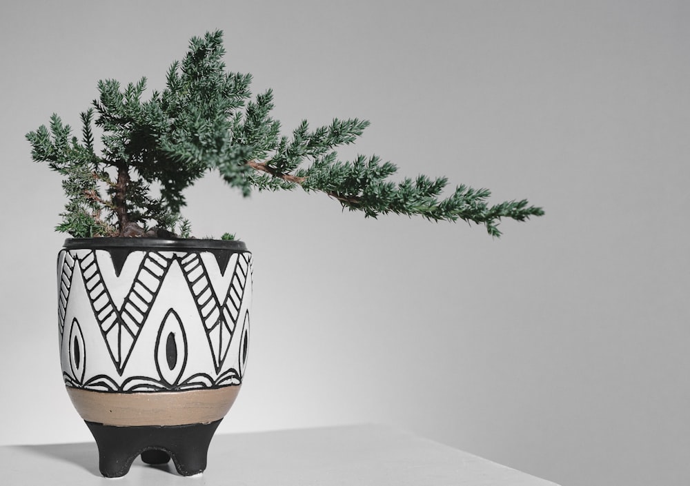 green plant on white and black ceramic pot