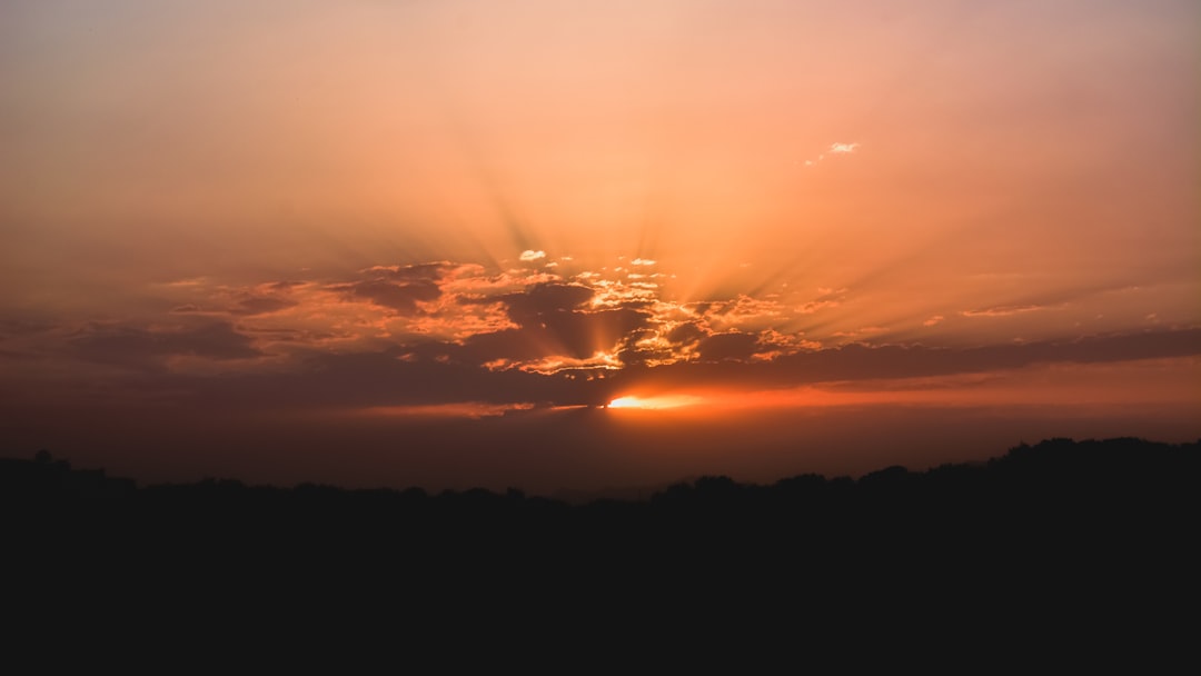 silhouette of trees during sunset