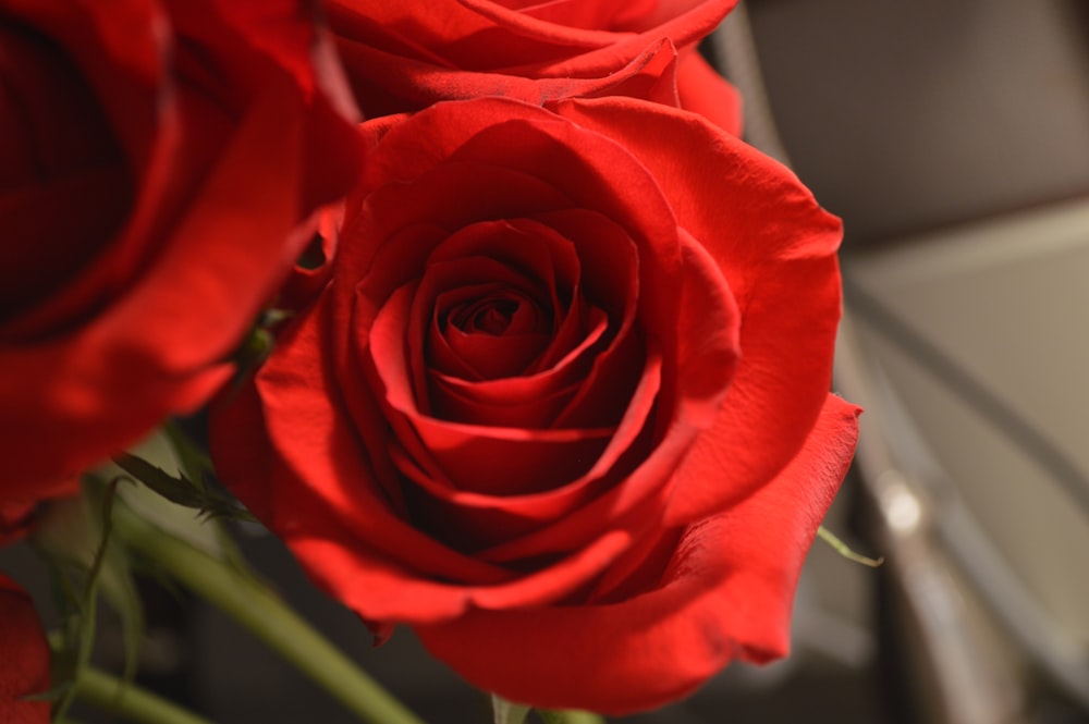 Rosa roja en fotografía de primer plano