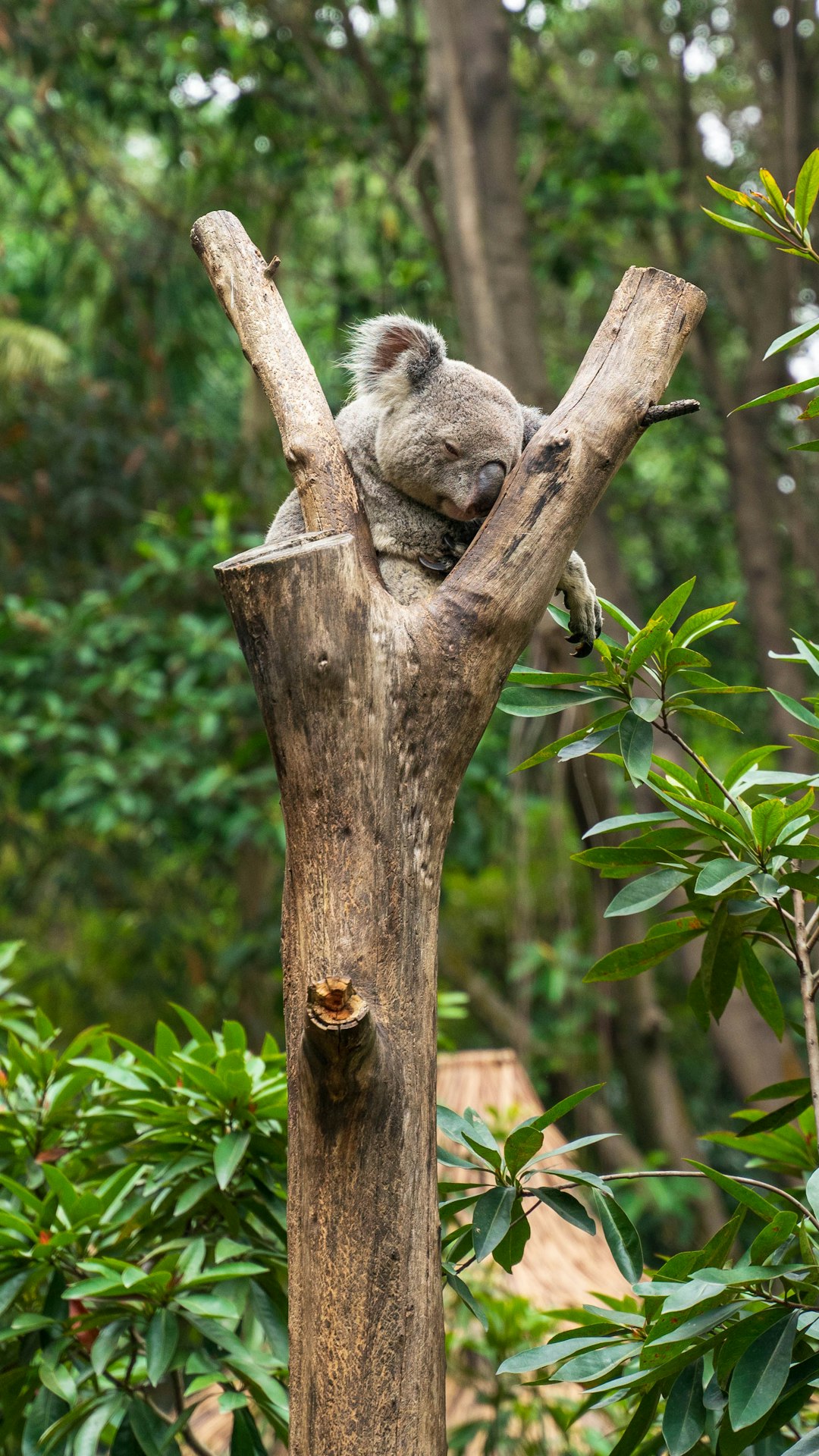 koala