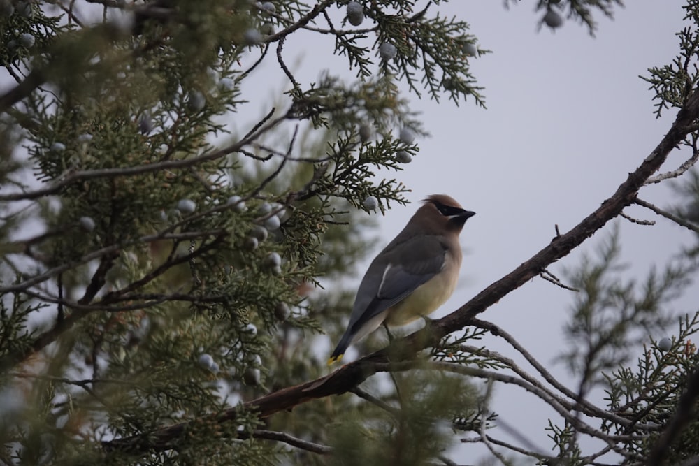brown and yellow bird on tree branch during daytime