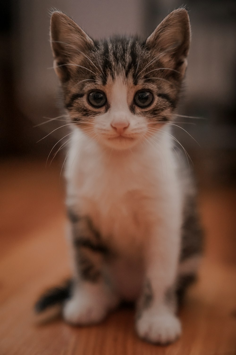 gato branco e preto na mesa de madeira marrom