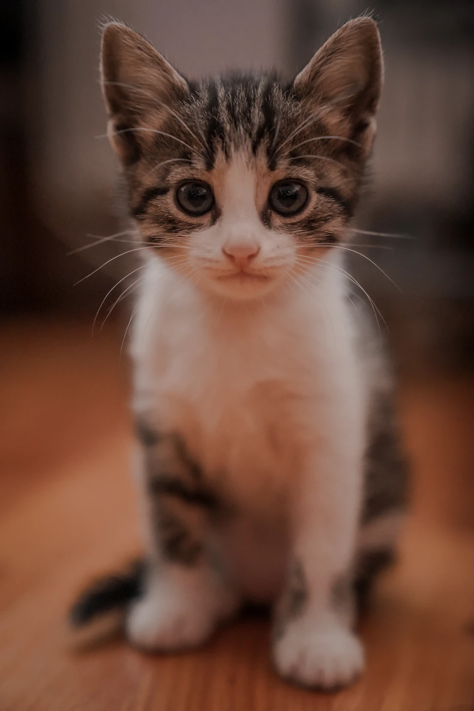 Gato joven mirando a la camara para adopcion