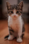 Treats