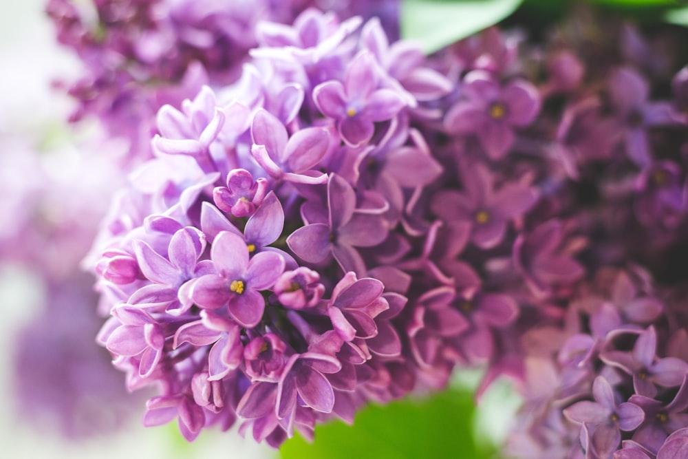 purple flowers in macro lens