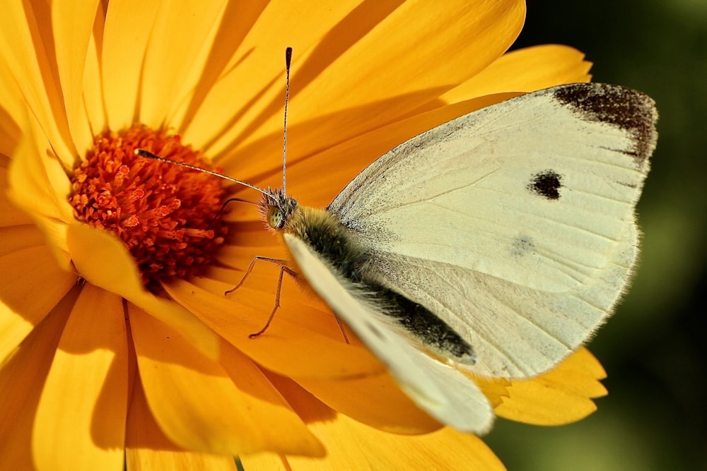 white and gray butterfly on yellow and red flower