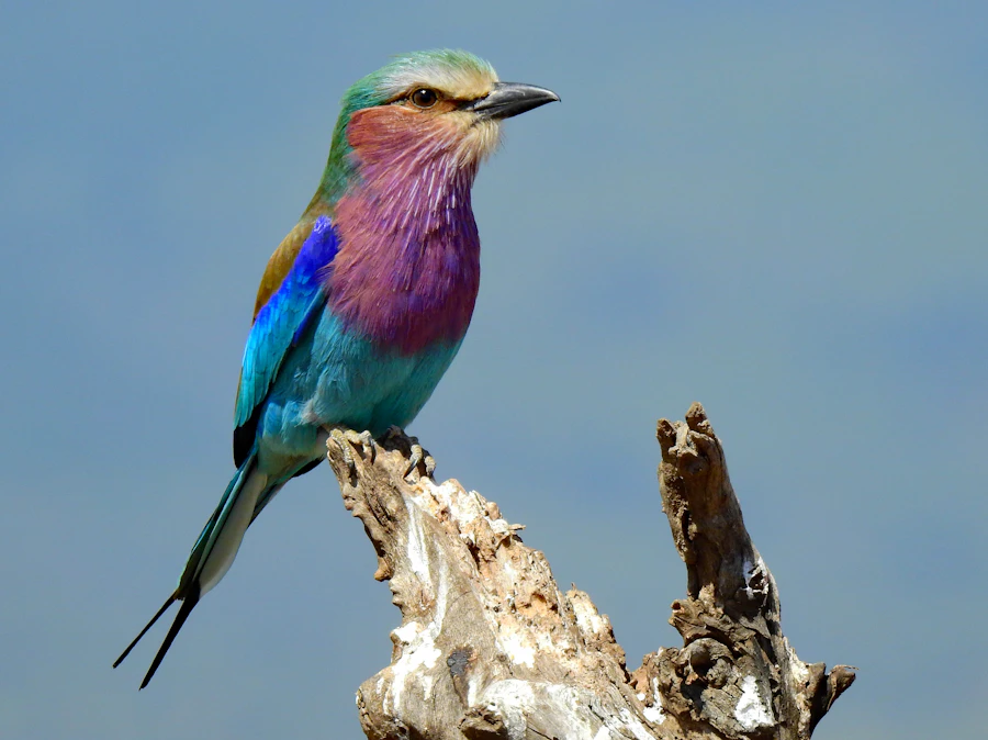 A blue and brown roller perched on a tree branch