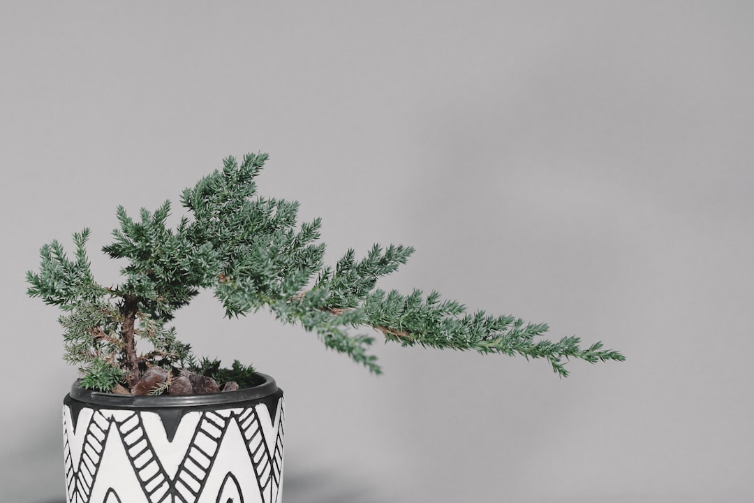 green plant on white and black ceramic pot