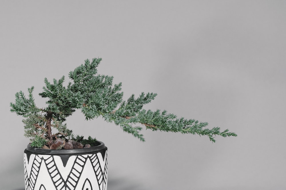 green plant on white and black ceramic pot