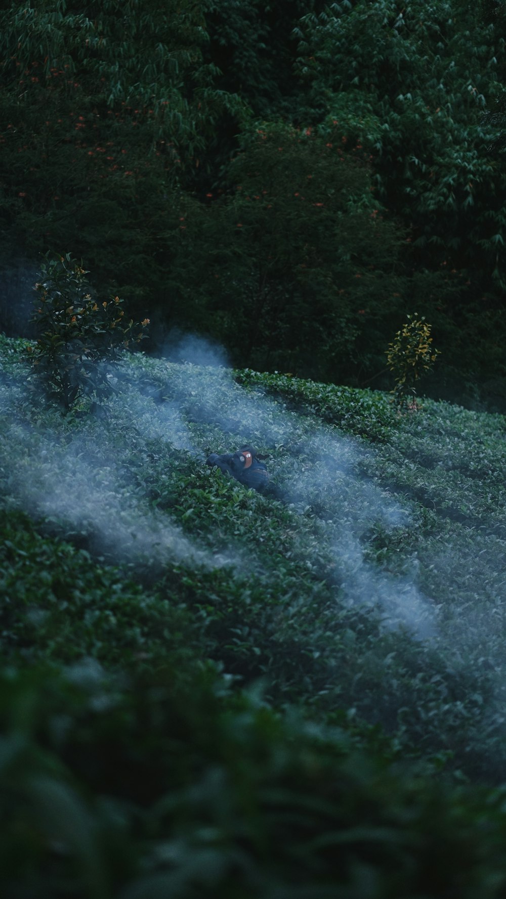 person in blue jacket and blue denim jeans standing on gray dirt road between green trees