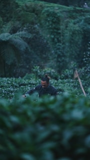 A person is working in a lush, green plantation surrounded by dense foliage. The focus is soft, creating a serene and tranquil atmosphere with the greenery dominating the foreground and background.