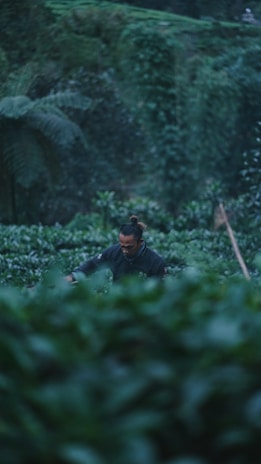 A person is working in a lush, green plantation surrounded by dense foliage. The focus is soft, creating a serene and tranquil atmosphere with the greenery dominating the foreground and background.