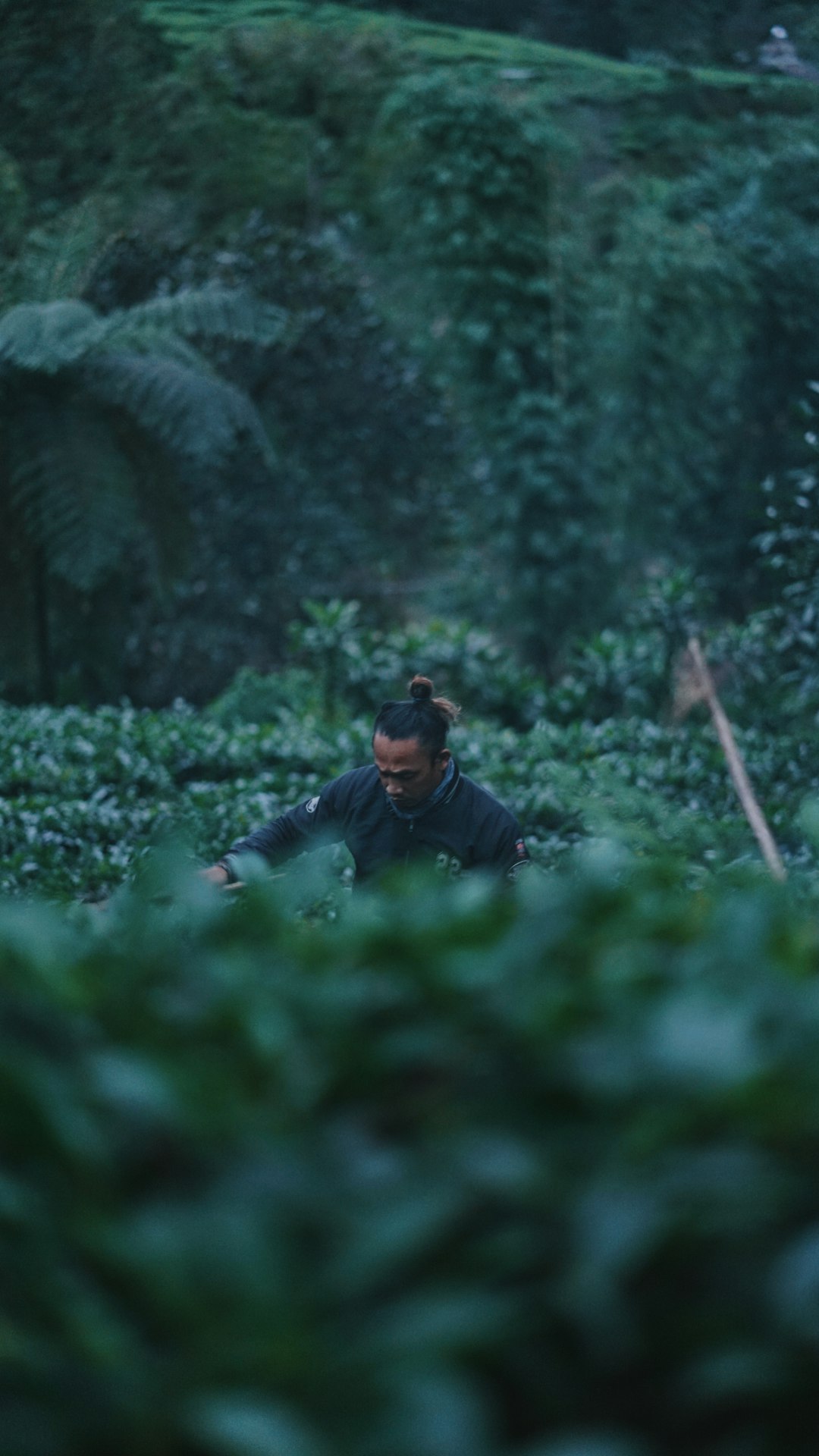 Forest photo spot Kebun teh puncak pass Jakarta