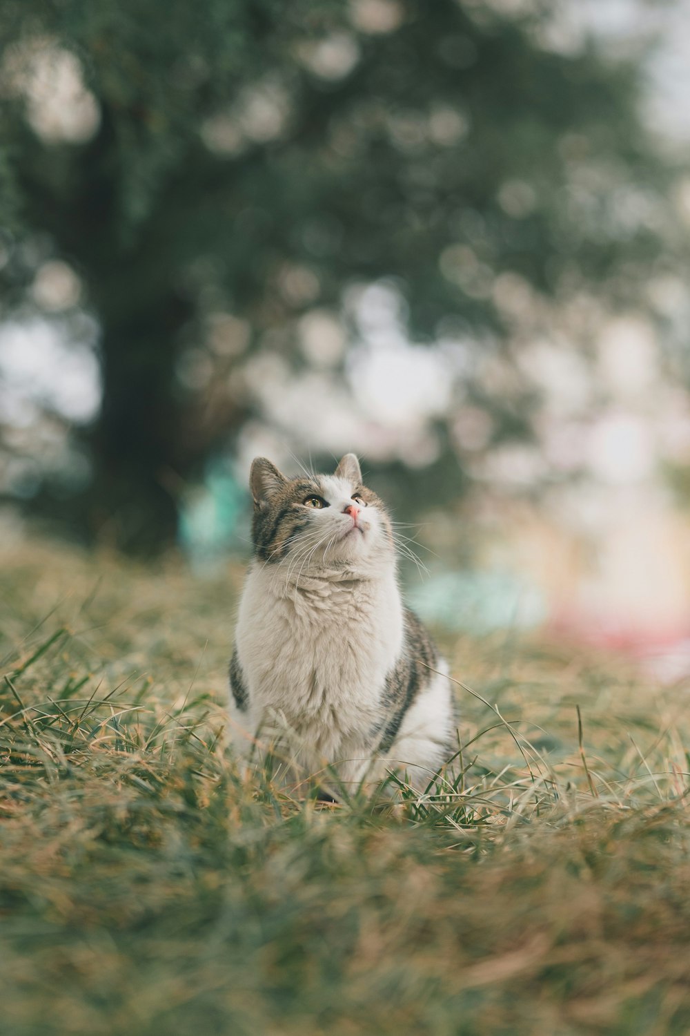 昼間の緑の芝生の上の白と灰色の猫