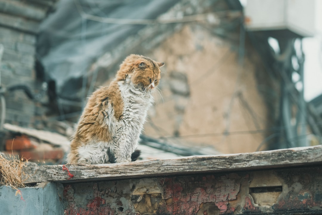 white and brown cat on brown wooden table