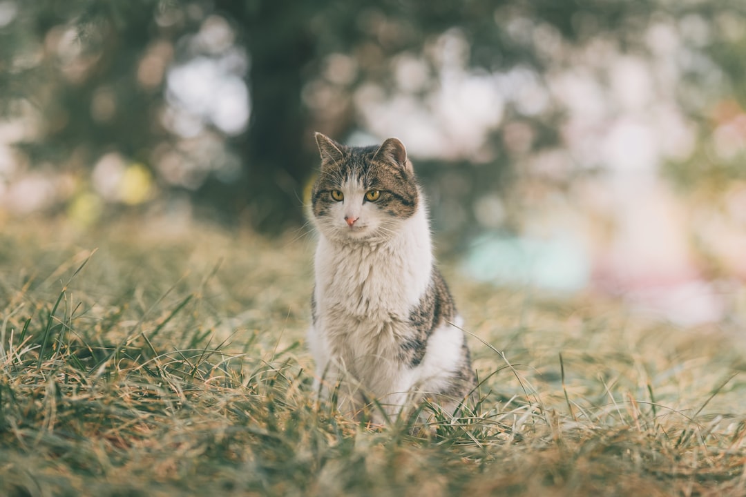 white and black cat on green grass during daytime