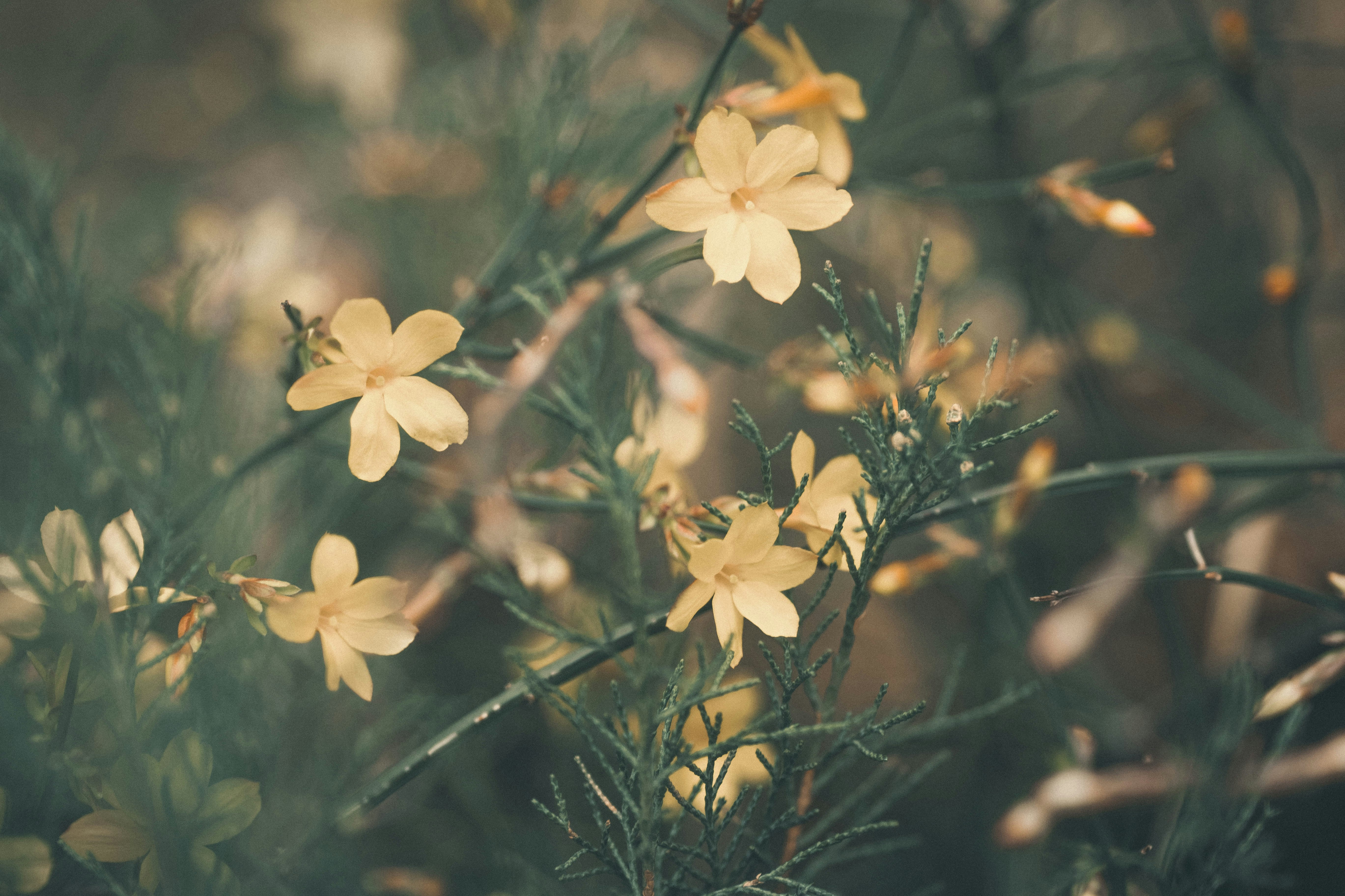 white flowers in tilt shift lens