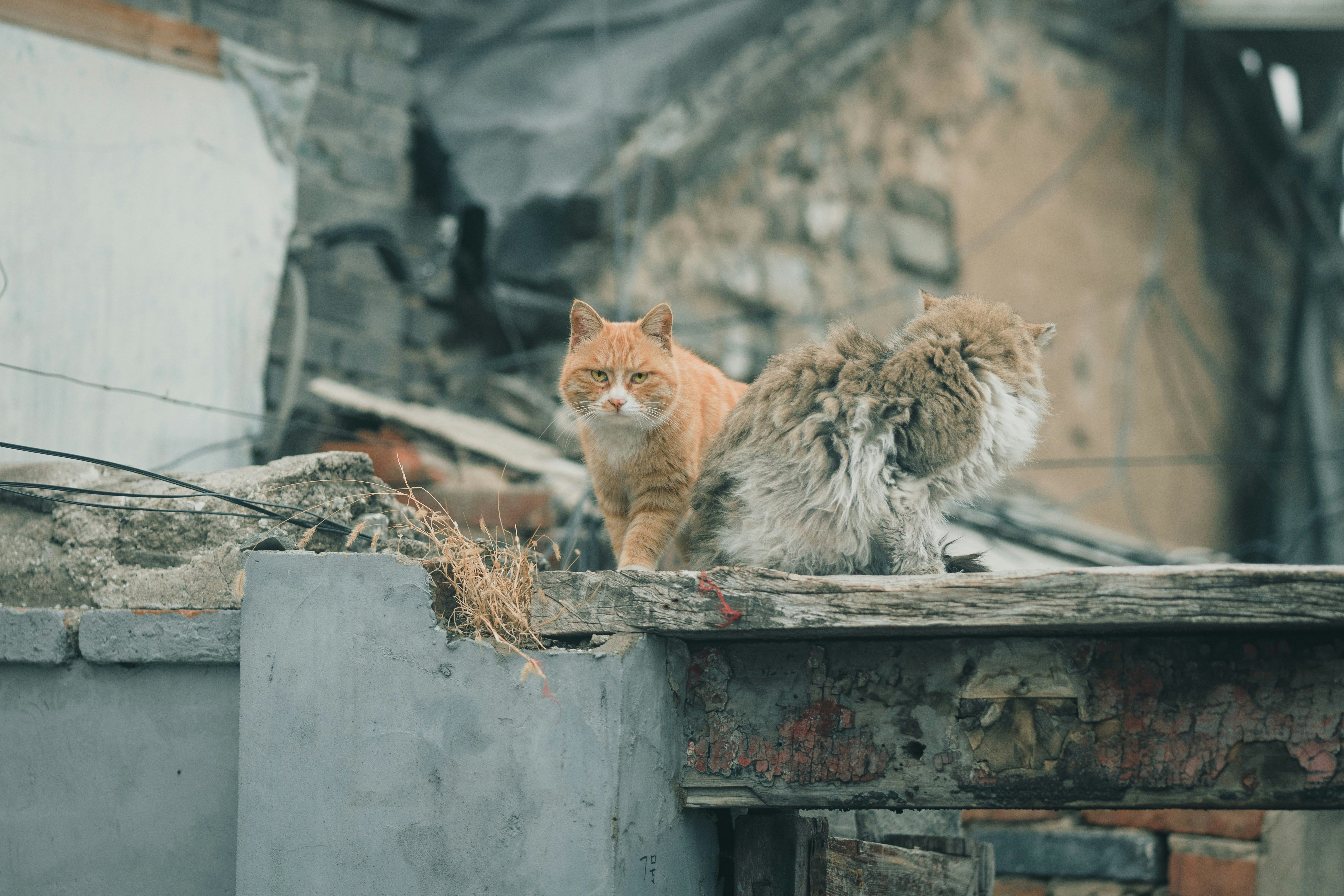 orange tabby cat on brown wooden table