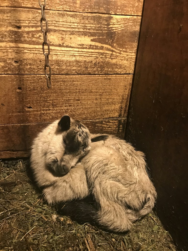 Healthy Farm Goat