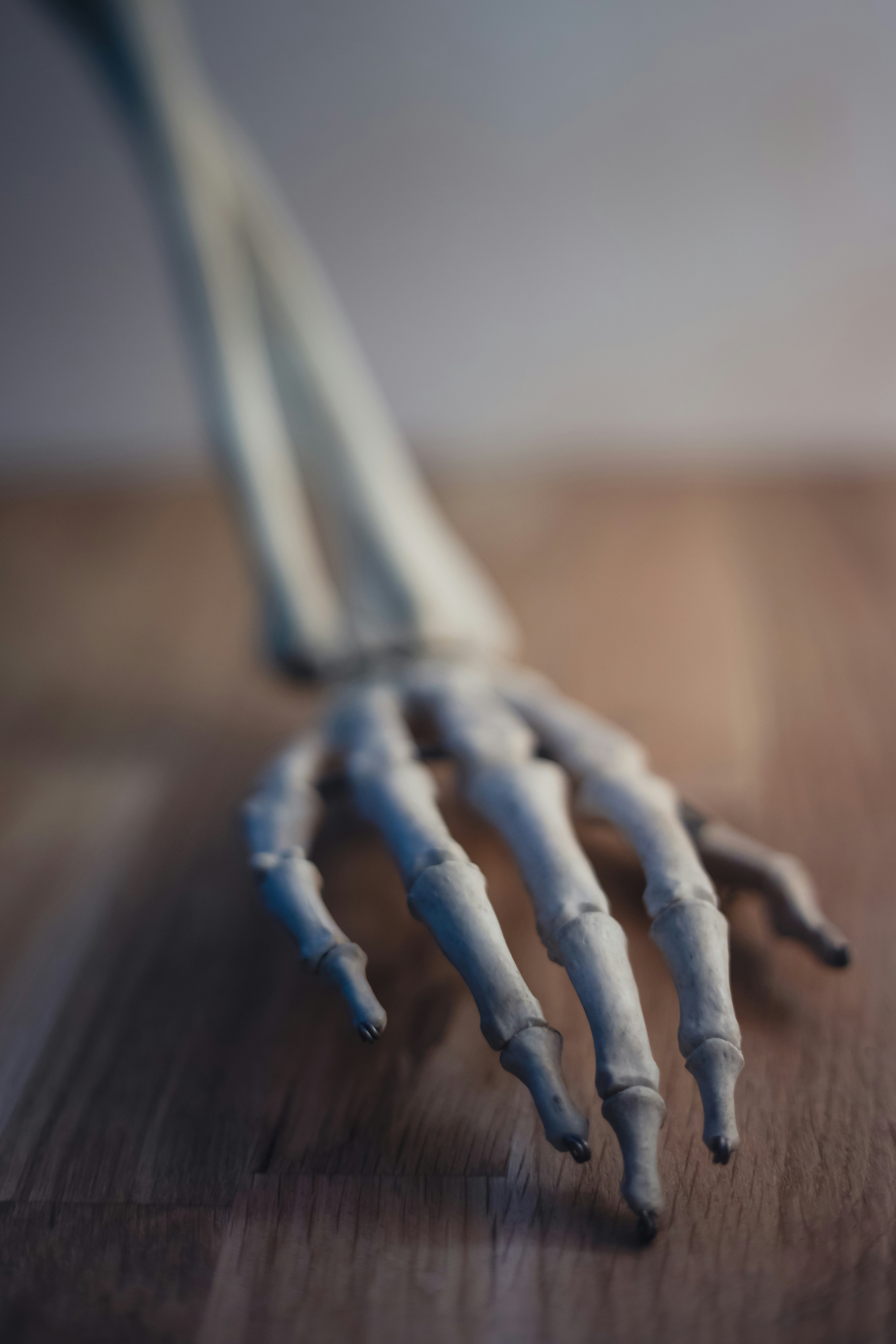 Closeup of skeleton hand model