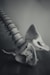 grayscale photo of dragon figurine