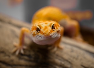 brown and white lizard on brown wooden surface