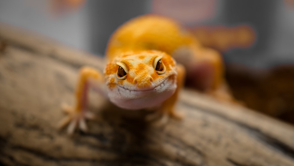 lézard brun et blanc sur surface en bois brun