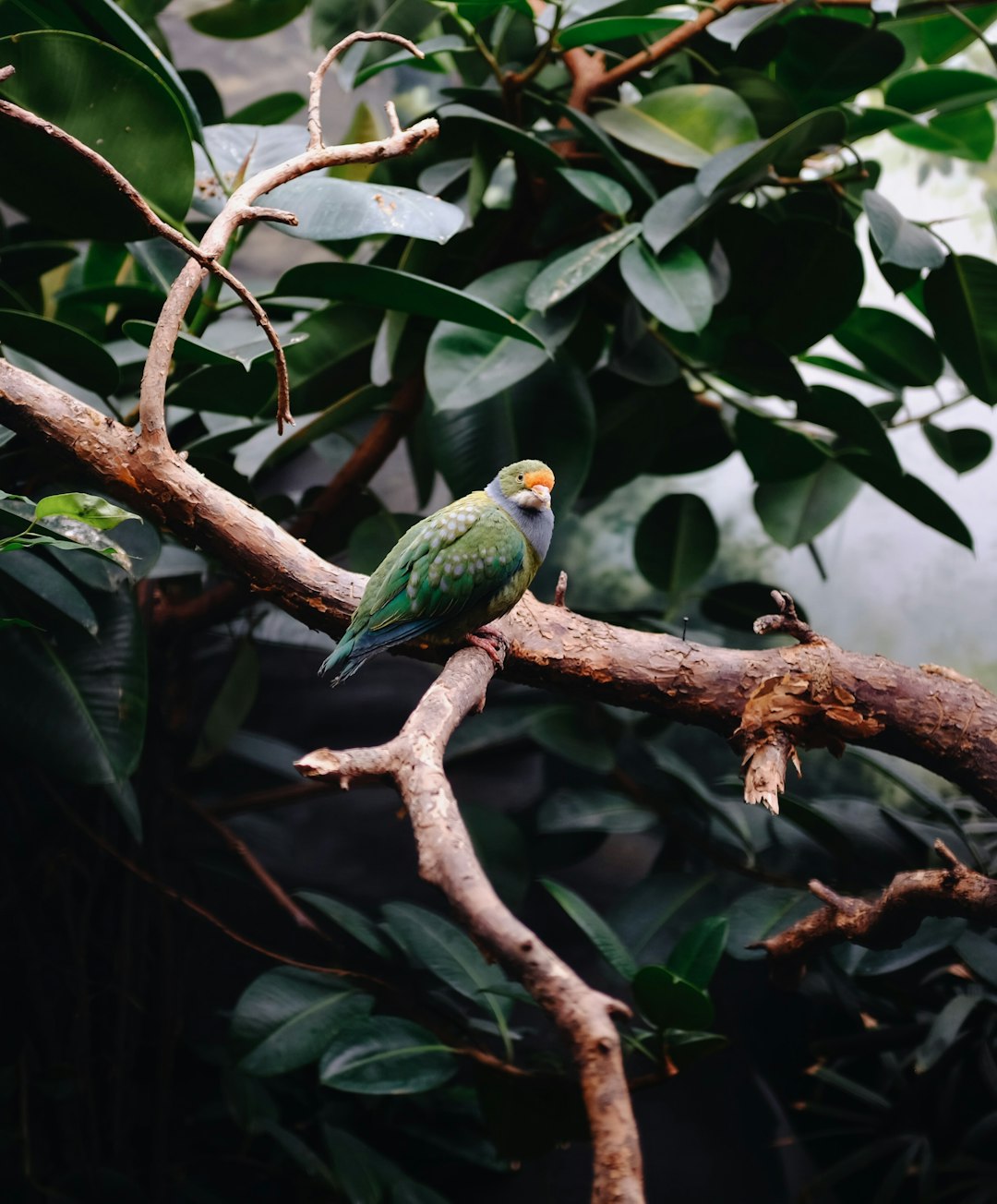 green and yellow bird on tree branch