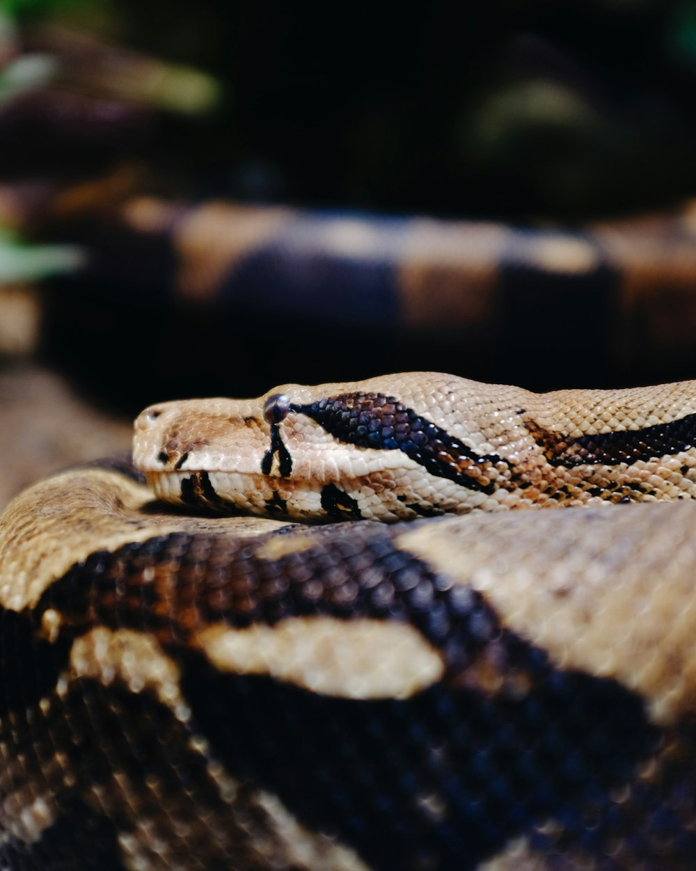 brown and black snake on tree branch