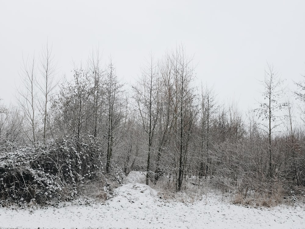 bare trees on snow covered ground during daytime